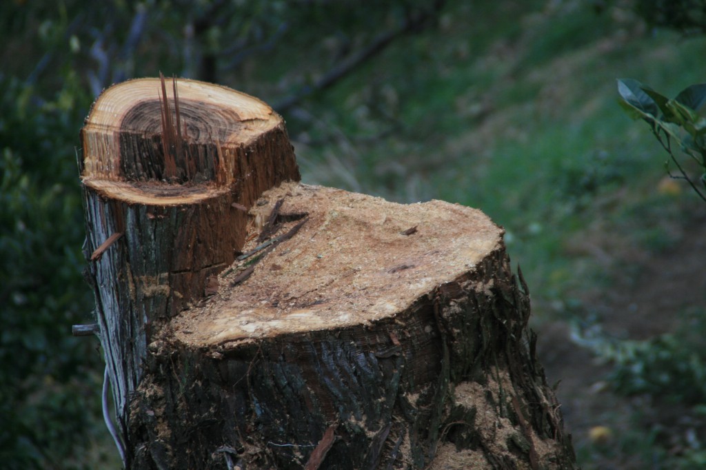 伐採杉の切り口