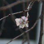 もりおかぶどう園の入り口の枝垂れの吉野桜の帰り花　私が退職記念にもらったもの
