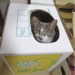 体調のお気遣い有難うございました。